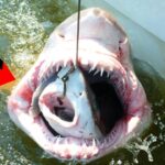 サメに呑み込まれた珍しいモノ TOP８！