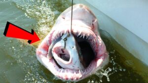 サメに呑み込まれた珍しいモノ TOP８！