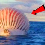 海で遭遇した衝撃的かつ奇妙な物体 TOP6!