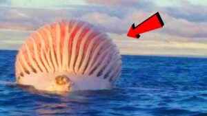 海で遭遇した衝撃的かつ奇妙な物体 TOP６！