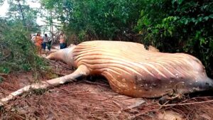 ジャングルでの最も驚くべき発見 TOP６！