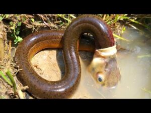 動物の摩訶不思議な行動！