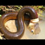 動物の摩訶不思議な行動!