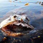 最恐かつ最も危険な世界の魚TOP6