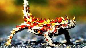 動物たちの驚くべき特殊能力 TOP９！