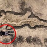 恐竜と先史時代の生き物に関する驚きの発見 TOP6!