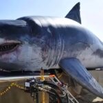 絶対に復活させてはいけない絶滅動物！