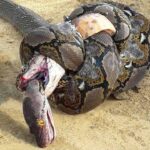 思わず目を疑う、動物の興味深い行動!