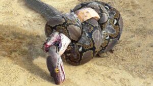 思わず目を疑う、動物の興味深い行動！