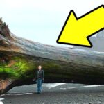 岸で遭遇した実に驚きの発見物！TOP6