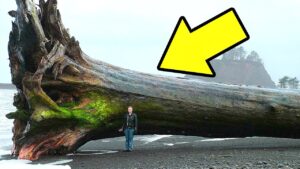 岸で遭遇した実に驚きの発見物！TOP6