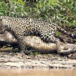 ジャガー　アメリカ大陸の斑点模様の支配者! ジャガーvsカイマン、カピバラ、そしてカワウソ!