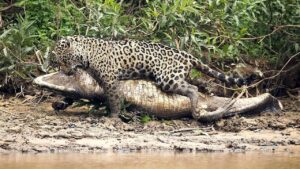 ジャガー　アメリカ大陸の斑点模様の支配者! ジャガーvsカイマン、カピバラ、そしてカワウソ!