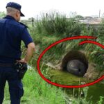 裏庭で見つけた不思議なもの!