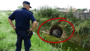 裏庭で見つけた不思議なもの!