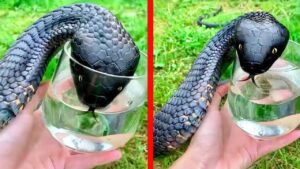 動物たちは人間に助けを求めている！心温まる動物の救出劇【11選】