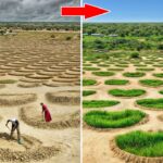 アフリカはどのようにしてサハラ砂漠を肥沃な大地に変えようとしているのか