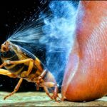 ありえない特殊能力を持つ動物-大特集