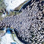 カメラがとらえた驚くべき瞬間トップ10