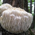 奇妙な驚きのキノコ10選―食用から毒を持つものまで