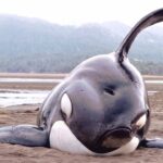 心温まるシャチの救出8選