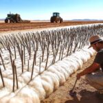 オーストラリアが不毛の大地に何トンもの羊毛を埋めている理由