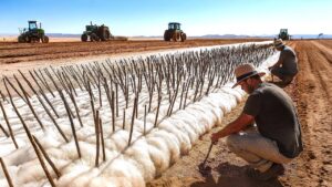 オーストラリアが不毛の大地に何トンもの羊毛を埋めている理由