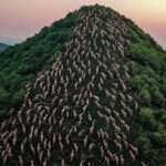 島に置き去りにされた数千頭の羊...その後の展開に、誰もが言葉を失った