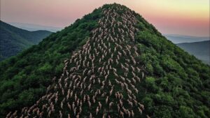 島に置き去りにされた数千頭の羊...その後の展開に、誰もが言葉を失った