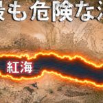 紅海では、なぜ何も触ってはいけないのか？