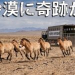 中国が何も育たない不毛の砂漠に馬を放った ――その後に起きた事は、誰も予想していなかった