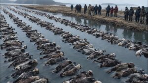 カナダが姿を消した捕食者を太平洋に呼び戻した。 その結末は予想外だった！